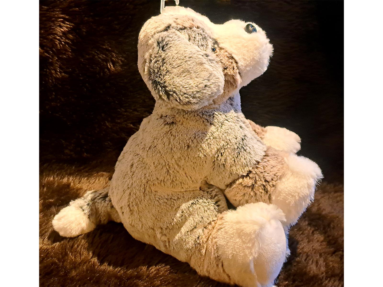 Berner-Sennenhund-seite