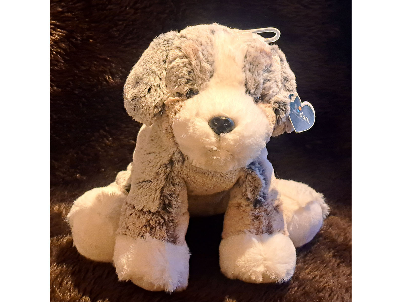 Berner-Sennenhund-vorne