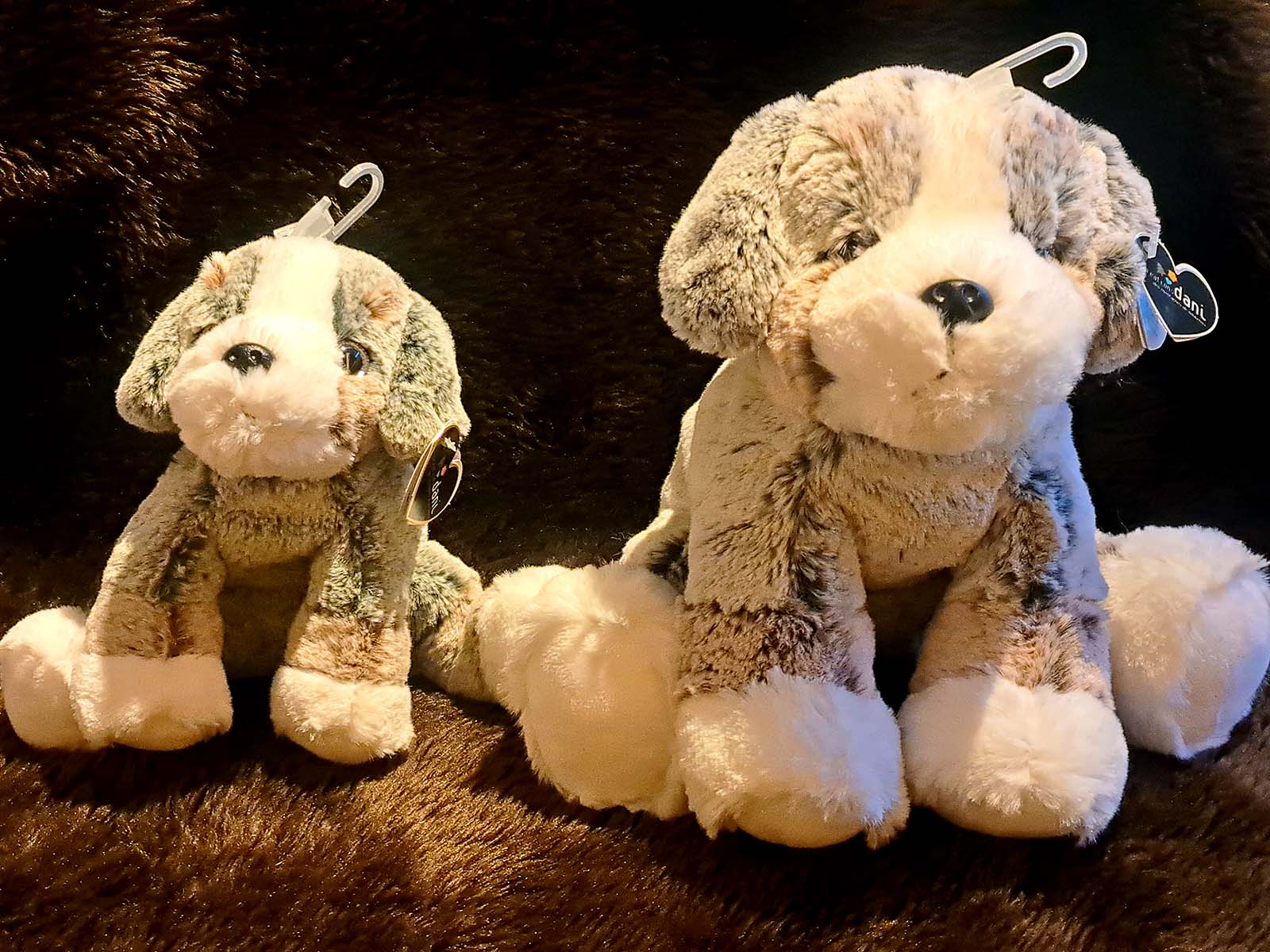 Berner-Sennenhund-vorne
